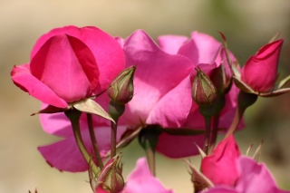 adyne-gohy - Les fleurs