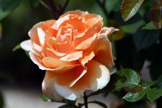 adyne-gohy - Les fleurs