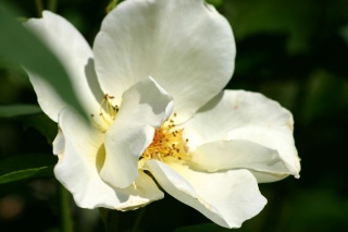 adyne-gohy - Les fleurs
