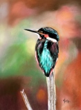 Martin pêcheur vu au Lac du Der - Mes pastels