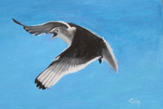 Une mouette rieuse! - Mes Pastels gras