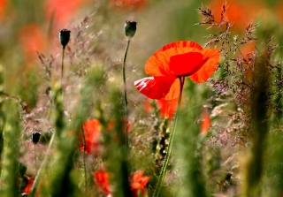 Gentil coquelicot - Mes Pastels gras